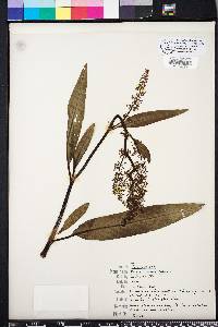 Rumex verticillatus image