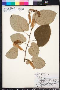 Tilia heterophylla image