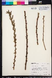 Salix rigida image