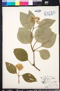 Hydrangea barbara image