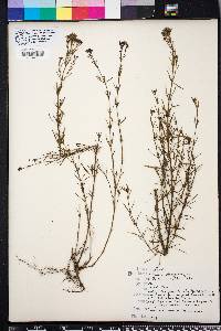 Stenaria nigricans var. nigricans image