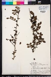 Zanthoxylum fagara image