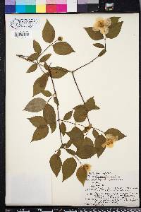 Philadelphus inodorus image