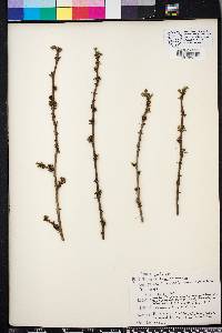 Zanthoxylum americanum image