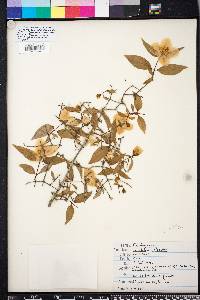 Philadelphus inodorus image