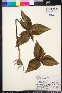 Trillium decipiens image