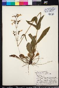 Penstemon laevigatus image