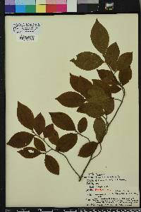 Stewartia malacodendron image