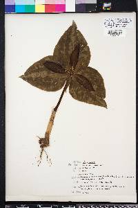 Trillium underwoodii image