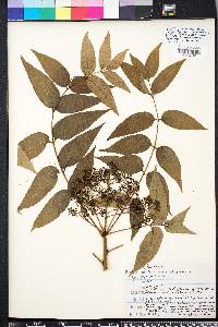 Zanthoxylum clava-herculis image