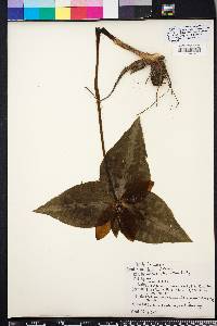 Trillium decipiens image