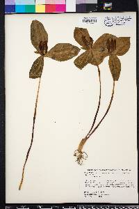 Trillium sessile image