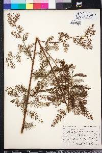 Taxodium ascendens image