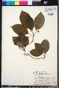 Schisandra glabra image