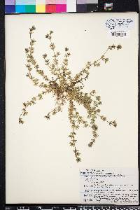 Sherardia arvensis image