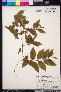 Sageretia minutiflora image