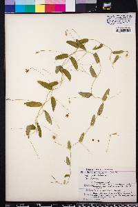 Stylisma humistrata image