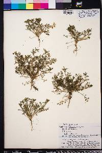 Lepidium didymum image