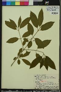 Euonymus atropurpureus image