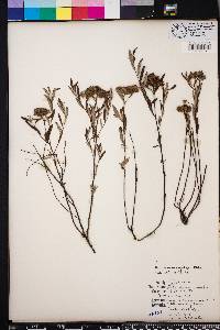 Helianthemum corymbosum image