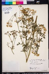Thalictrum polygamum image