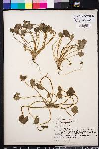 Ranunculus parviflorus image
