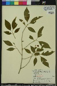 Euonymus atropurpureus image