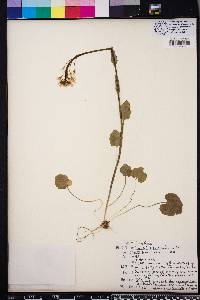 Cardamine bulbosa image