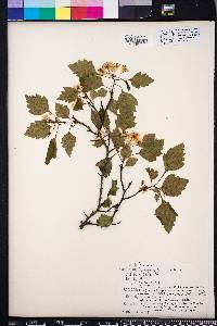 Crataegus pulcherrima image