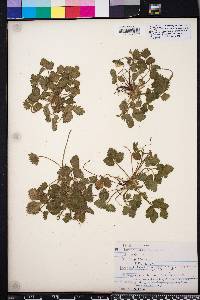 Potentilla indica image