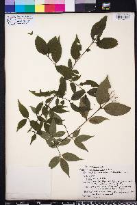 Cornus asperifolia image