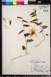 Convolvulus spithamaeus image