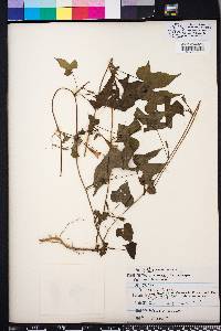 Ipomoea cordatotriloba image