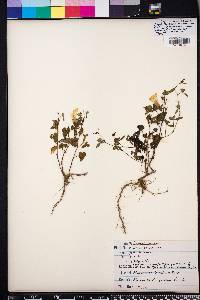 Ipomoea lacunosa image