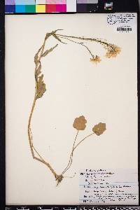 Cardamine bulbosa image