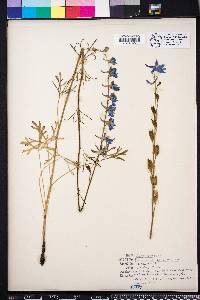 Delphinium carolinianum image