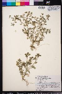 Lepidium didymum image