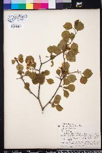 Crataegus flava image