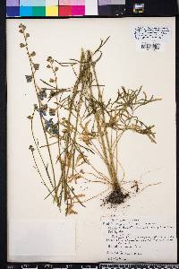 Delphinium carolinianum image