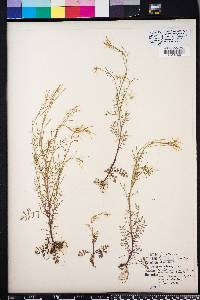 Cardamine parviflora image