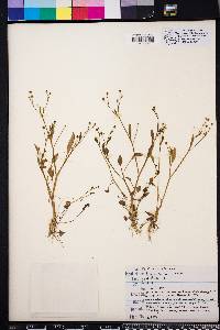 Ranunculus pusillus image