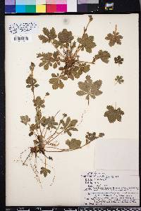 Potentilla canadensis image