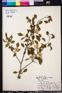 Crataegus pulcherrima image