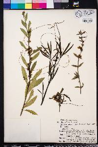 Cuscuta gronovii image