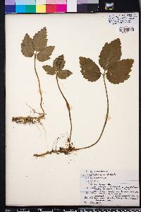 Cardamine diphylla image