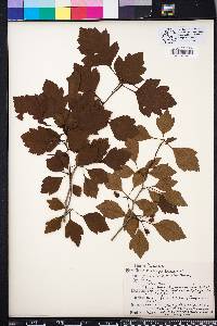 Crataegus pulcherrima image