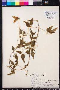 Clematis crispa image