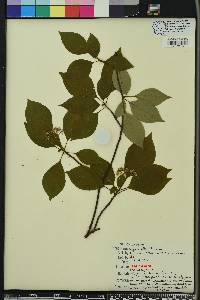 Cornus alternifolia image