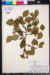 Crataegus pulcherrima image