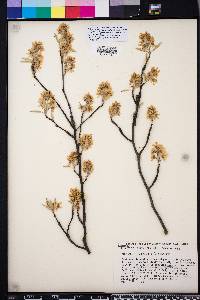 Amelanchier canadensis image